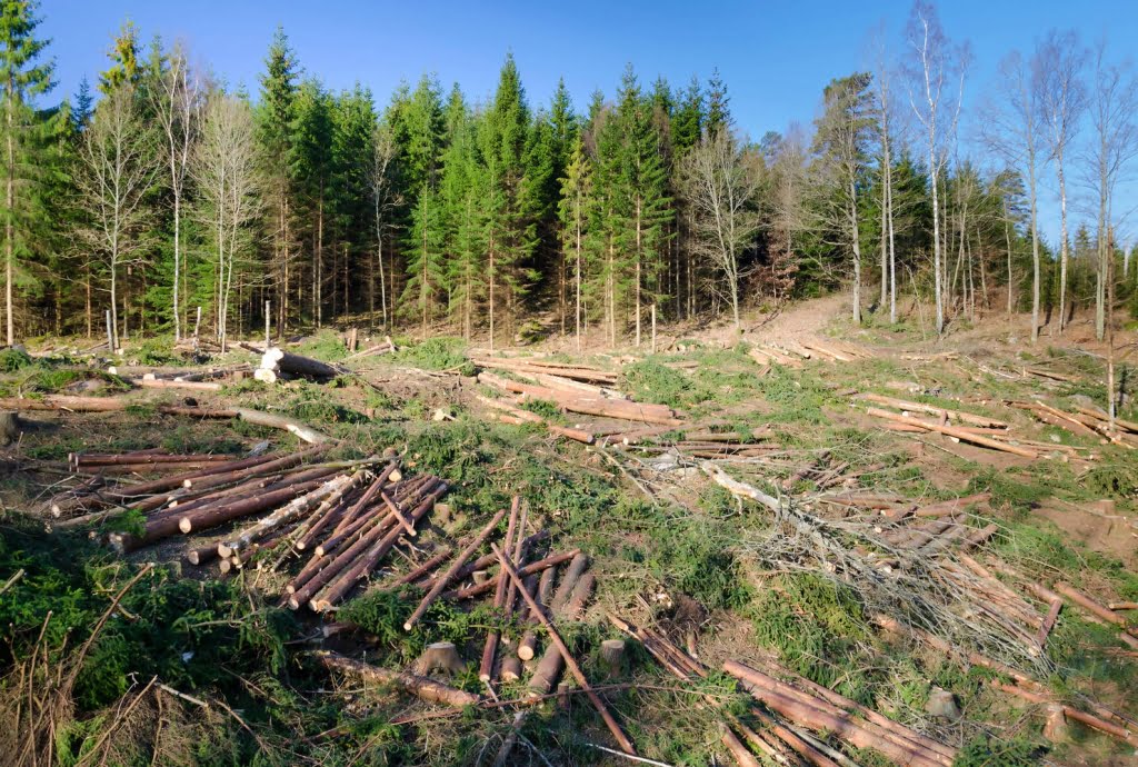 România riscă să piardă 280 de milioane de euro dacă nu împădurește 25.000 de hectare până la sfârșitul anului