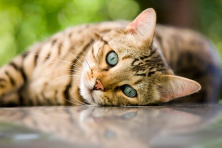 Cum sa fotografiati animalul de companie