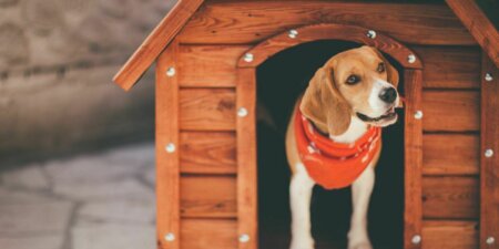 Ce caine de talie mare sa alegi daca stai la curte?