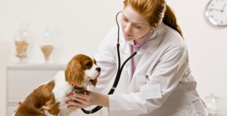 Ce este un tehnician veterinar si cum poti sa obtii calificarea?