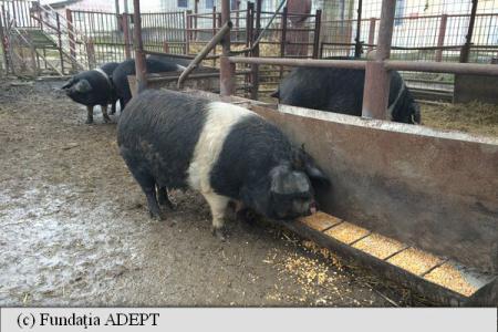 Slănina și untura de porc de Bazna, promovate la Torino