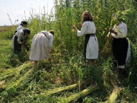 SUA nu renunță la clasificarea canabisului ca drog. In România, cânepa îmbrăca țăranii