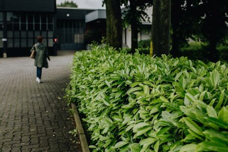 Cum se ajusteaza firul motocoasei Stihl FS 131 pentru peisagistica?