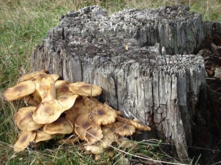 E vremea GHEBELOR. Fă zacuscă, conservă-le, dar, mai întâi, învață care-s cele bune