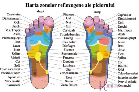 Mesajele ascunse din talpă: descoperă zonele-oglindă ale organelor