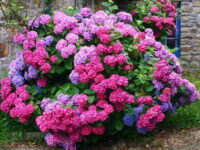 Ingredientul din bucătărie care schimbă culoarea hortensiilor