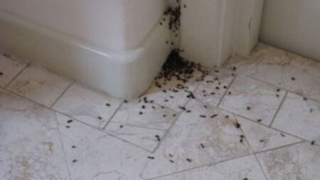 Metode eficiente de eliminare a insectelor din casă folosind câteva ingrediente simple