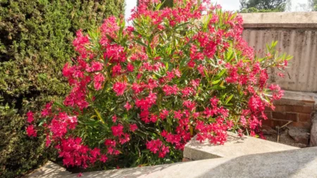 Arbuști de vară colorați și rezistenți la caniculă!