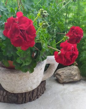 Îngrijire naturală pentru plante: două rețete simple de fertilizant acasă