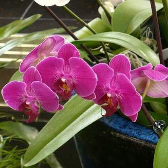 orhidee unu 1