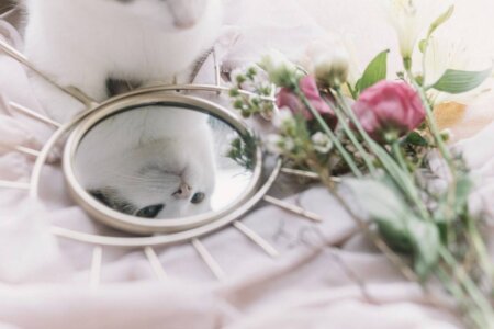 Personalitatea felină – cum alegi o rasă care să se potrivească stilului tău de viață?