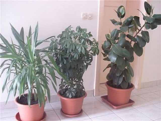 plante protectoare 1