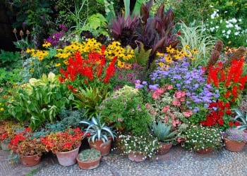 9 plante de interior magice care atrag dragostea, bucuria şi prosperitatea