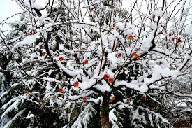 Atenție, vine ninsoarea în septembrie! Cum va fi vremea în prima lună de toamnă!