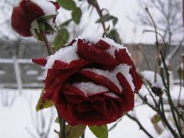 trandafiri iarna 1