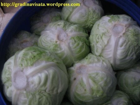 Vrei varză murată de calitate? Respectă toți acești pași și nu vei greși