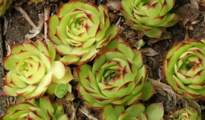 Urechelniţa, planta cu frunze cărnoase care tratează de la eczeme la Zona Zoster şi chiar paraziţi intestinali