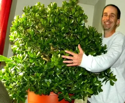 Atenție! Unde trebuie să pui arborele banilor ca să-ți aducă noroc în casă! Feng Shui spune totul