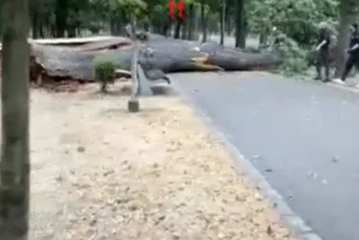 Dezastru în Cluj-napoca! Un copac uriaș doborât de vijelie în parcul central!