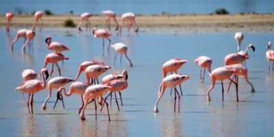 Alertă în Italia! Flamingo devastatori amenință recoltele de orez pentru risotto!