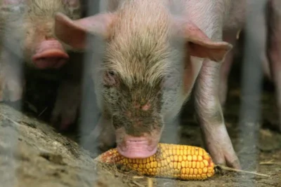 România, țara cu cele mai multe focare de pestă porcină africană din Europa! Importurile de carne de porc au explodat!