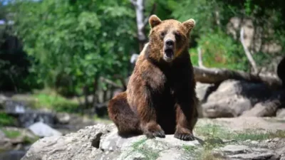 Alertă în Tulnici! Urșii terorizează pensiunile și dau iama în frigider!