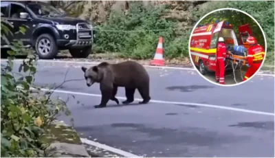 Motociclist italian atacat mortal de urs pe Transfăgărășan! Tragedie cumplită în mijlocul naturii!