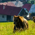 Harghita, sub alertă după noi apariții ale urșilor în apropierea locuințelor