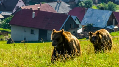 Harghita, sub alertă după noi apariții ale urșilor în apropierea locuințelor