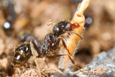 Video – descoperire uimitoare! Furnicile care produc ouă ce dau naștere la două specii diferite!