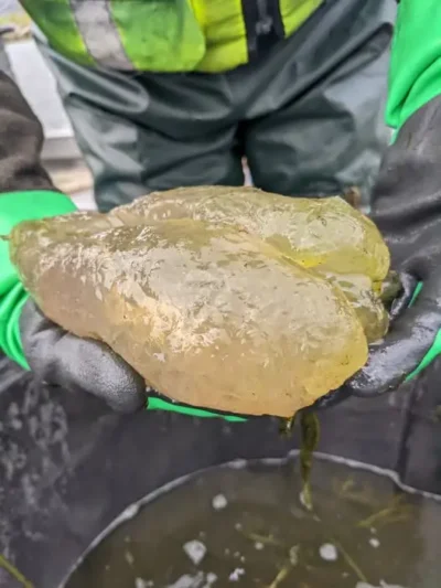mutant2