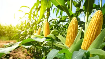 Aminoacizii în nutriția plantelor: Cum stimulează creșterea și reziliența culturilor? 4 aminoacizi