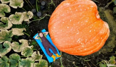Nu o să crezi cât de mare e dovleacul uriaș de 220 kg crescut de un fermier din Mureș! 3 dovleac record
