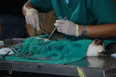 veterinar