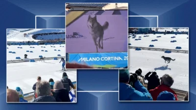 Incident inedit la Milano-Cortina: un lup a pătruns pe pârtie în timpul antrenamentelor olimpice