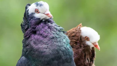 Ce condamnări au primit românii implicați în furtul a peste 170 de porumbei de curse din Belgia