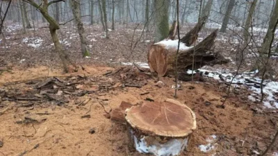 Ce au pățit cei care au făcut „Tăieri ilegale de arbori într-o arie protejată din Brașov”: S-au ales cu dosar penal și o amendă de zeci de mii de lei