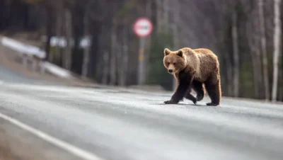 Se întâmplă la un pas de Pitești: „Comună din Argeș terorizată de urși!”