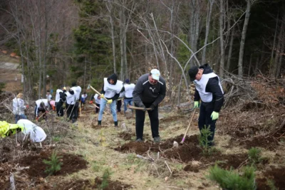 Domeniul neașteptat în care România a depășit toate țările din Europa: România conduce UE la refacerea pădurilor după recoltare