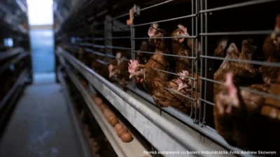 Carnea de pasăre face legea în industria alimentară: exporturile au sărit cu 45%. „România are potențialul de a deveni un pol regional important”