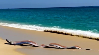 „Peștele Apocalipsei” a ieșit la mal în Mexic. Tradițiile spun că astfel de apariții prevestesc nenorociri – VIDEO