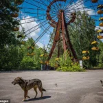 Ultima nunta din Cernobil: dragoste si curaj in fata tragediei nucleare