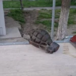 Descoperirea de lângă tomberoane care a scos forțele speciale în stradă: grenadă găsită între blocuri, lângă tomberoane!