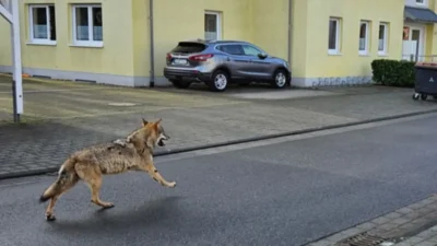 O femeie a fost mușcată de un lup într-o zonă comercială din Hamburg: „animalul s-a rătăcit și a ajuns în oraș”