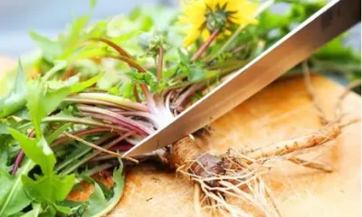 Planta banală care a uimit cercetătorii: „un procent ridicat de celule canceroase a fost afectat într-un interval de 24 până la 48 de ore”