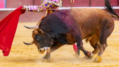 Destin tragic: Fost toreador, răpus de taur chiar în spatele arenei