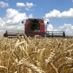 Câmpurile României, afectate de vremea extrema. Fermierii se tem de pierderi uriașe