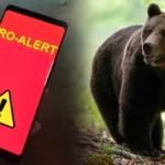 Ursii au provocat haos în Argeș! Trei localități, în stare de alerta!