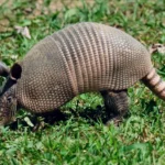 Animalul comun din grădină care răspândește o boală biblică: „Bacteria care provoacă lepra poate rămâne o perioadă în sol”