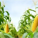 De ce se scumpesc alimentele la raft, deși producția de porumb a României este în creștere